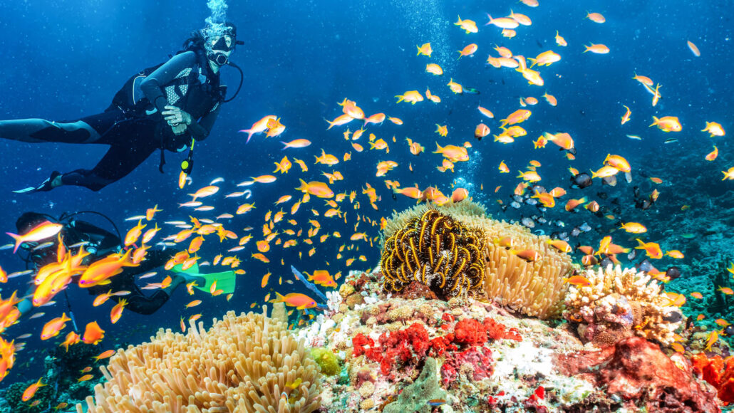 a coral reef teeming with fish and a diver in the background