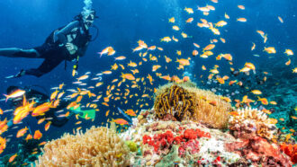a coral reef teeming with fish and a diver in the background