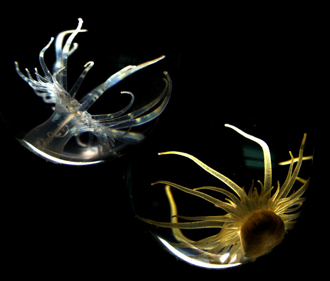 a sea anemone lacking algae (white) and with algae (brown) against a black background