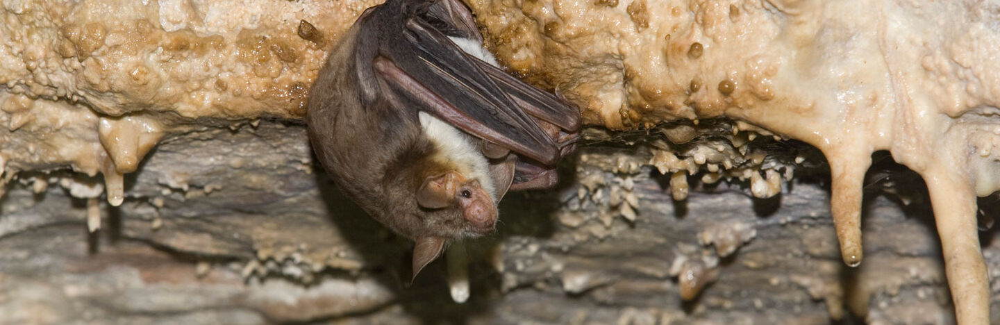 Myotis myotis bat hanging from the ceiling of a cave