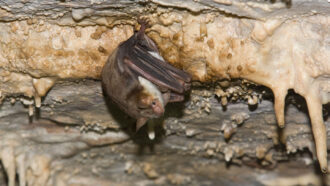 Myotis myotis bat hanging from the ceiling of a cave