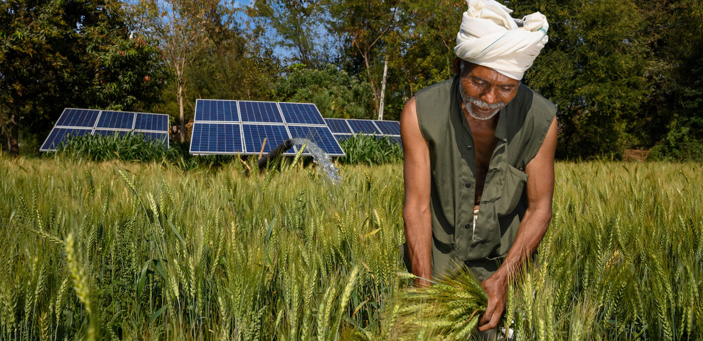 a photo of an Indian farmer in a field harvesting rice. There are solar panels behind him.