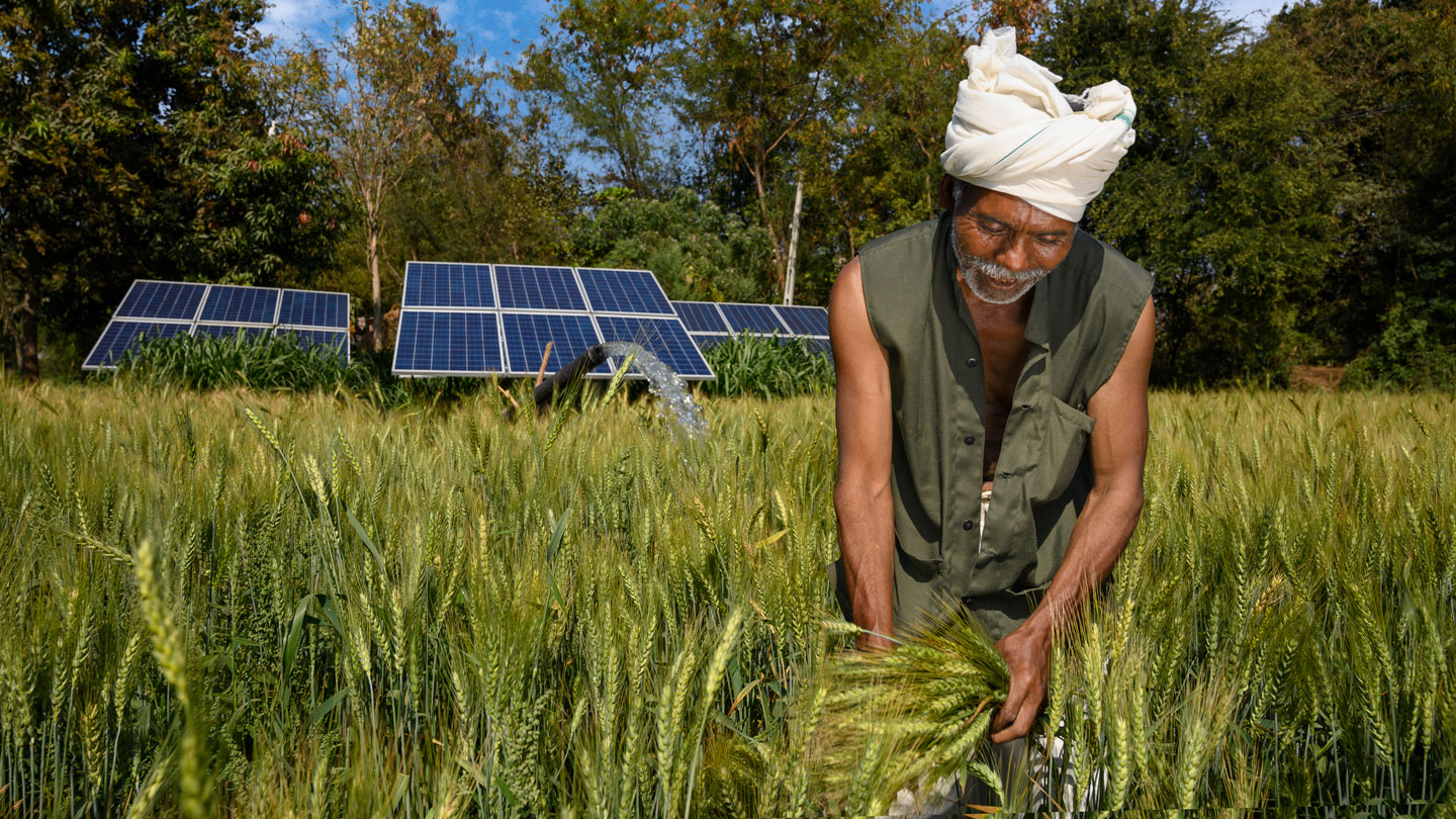 Farmers in India cut their carbon footprint with trees and solar power