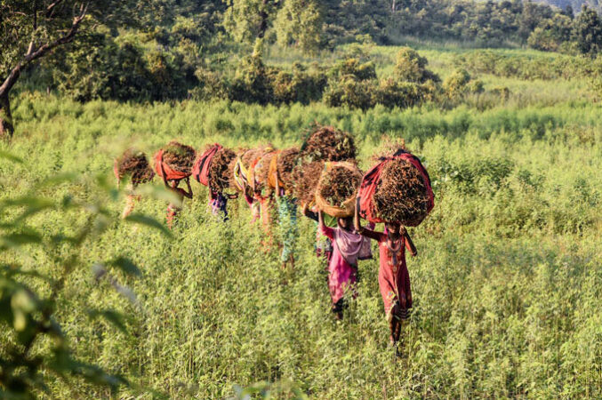 A picture of female farmers walking in a line through a field of tall plants, with large bundles of absinthe balanced on their heads