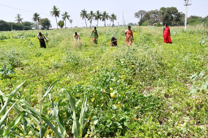 A picture of Indian women harvesting crops in a field