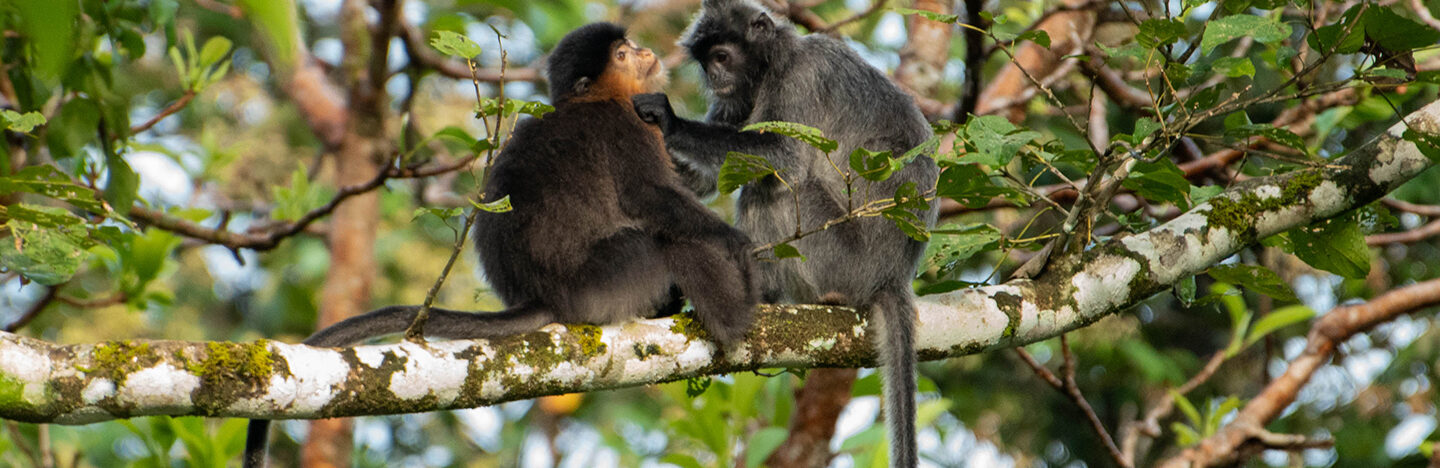 Two monkeys standing on a tree branch; a juvenile monkey is being groomed by a female silvered-leaf monkey