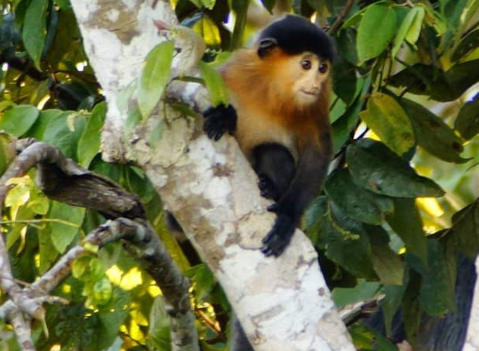 a monkey standing on a tree branch, with a mix of black and reddish fur