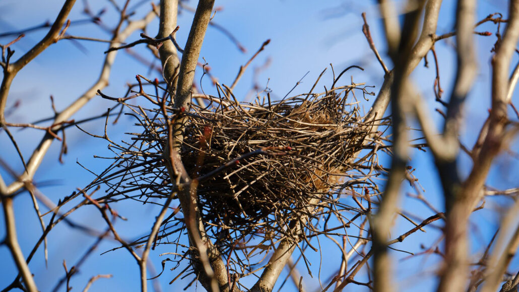 a bird nest between skinny tree branches