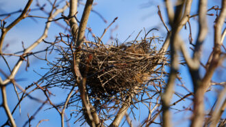 a bird nest between skinny tree branches