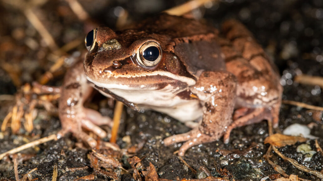 a wood frog on wet forest ground