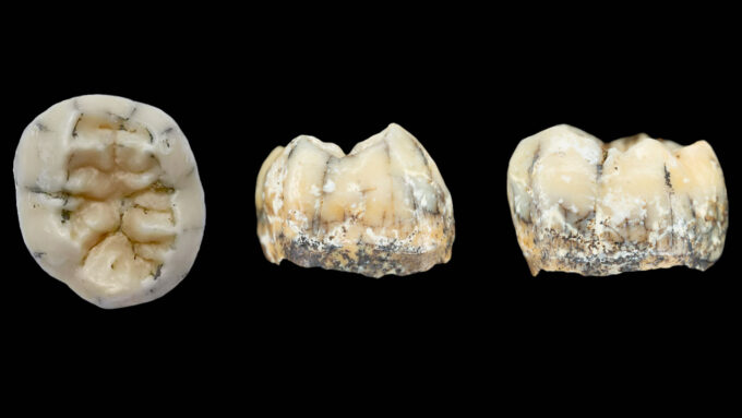 a fossil tooth that may have belonged to a Denisovan girl, shown from multiple angles