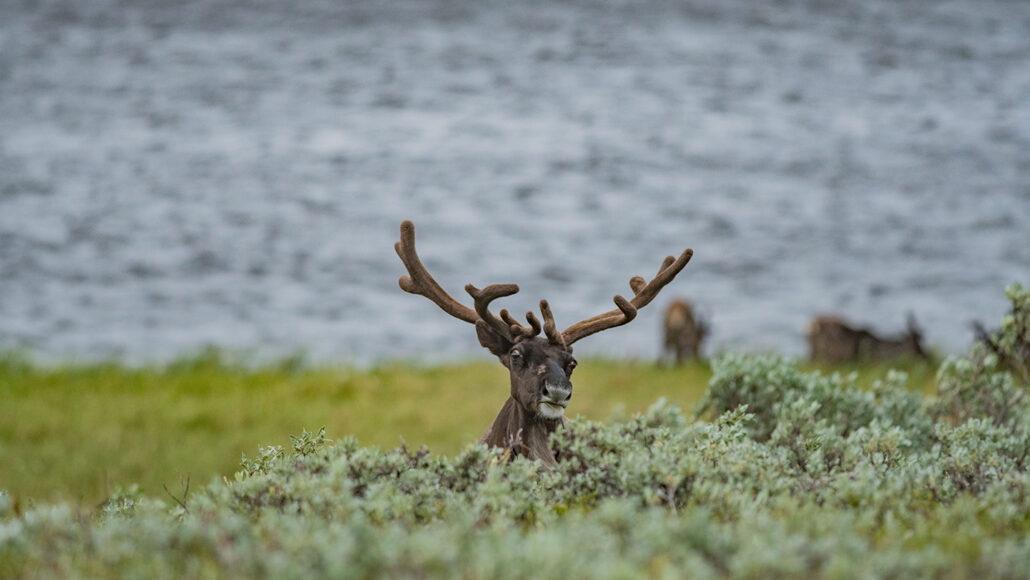 A caribou head appears behind a bush.