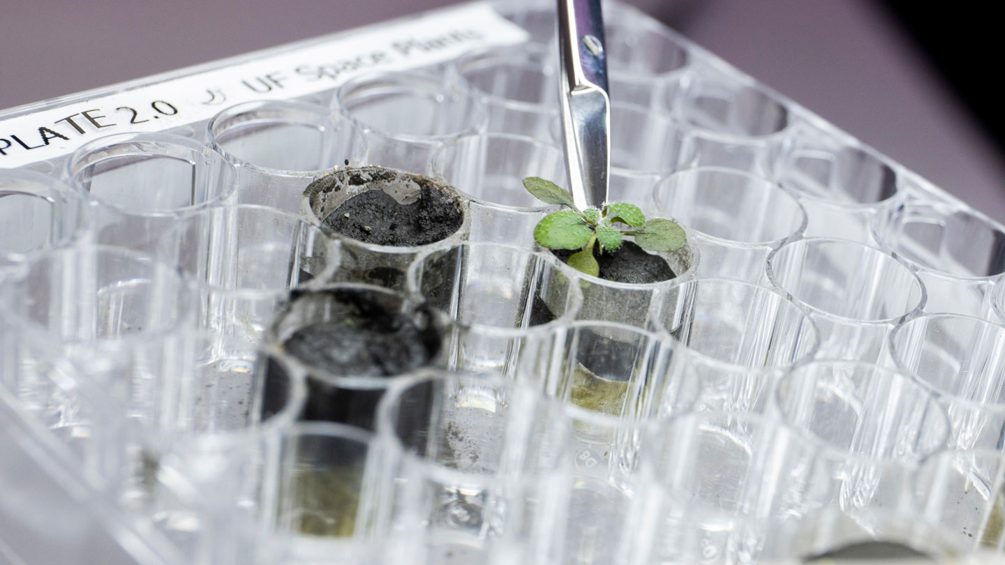 These are the first plants grown in moon dirt