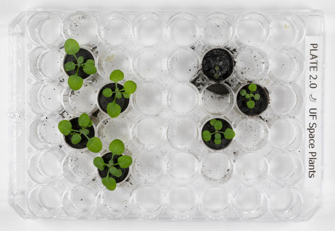 an overhead shot of thale cress plants growing in vials potted with moon dirt. Plants potted in samples returned by Apollo 11 fared worse than those planted in Apollo 12 or 17 samples.