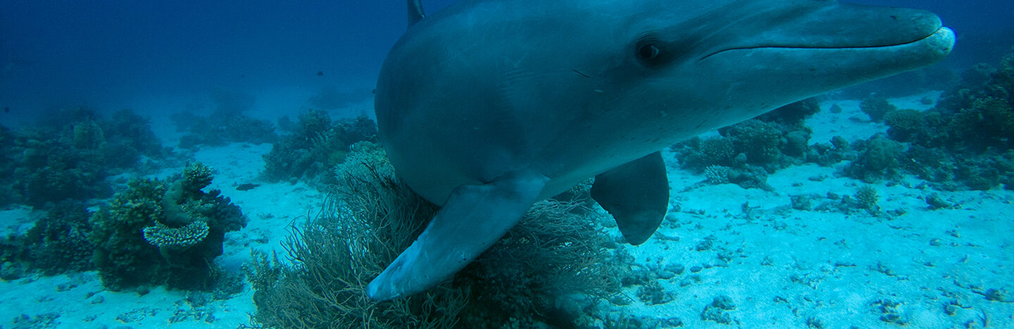 underwater image of an Indo-Pacific bottlenosed dolphin rubbing on coral on the seafloor