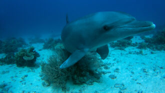 underwater image of an Indo-Pacific bottlenosed dolphin rubbing on coral on the seafloor