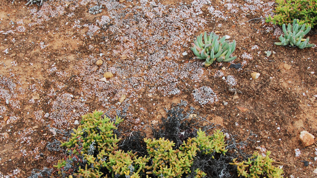 image of the ground around succulent plants in South Africa showing lichens and cyanobacteria