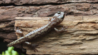 A wandering salamander crawling on wood