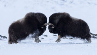 Two musk oxen stand in the snow, about to butt heads.