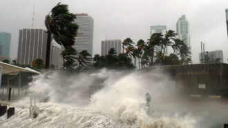 a wave flows into a parking lot with the Miami skyline in the background and palm trees face extreme wind
