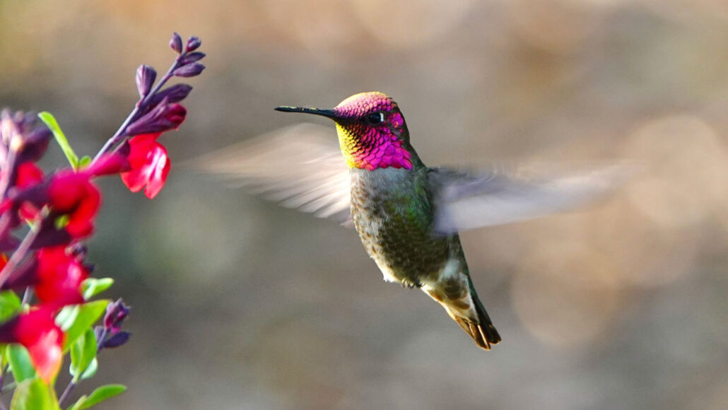 an Anna's hummingbird flying near a flower