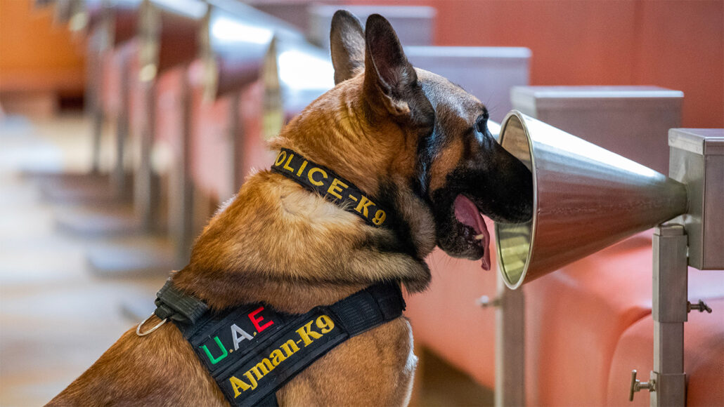 a dog wearing a harness that says "POLICE - K9, U.A.E, Ajman-K9" breathing into a metal cone