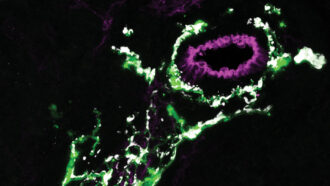 Glia cell in mouse spleen