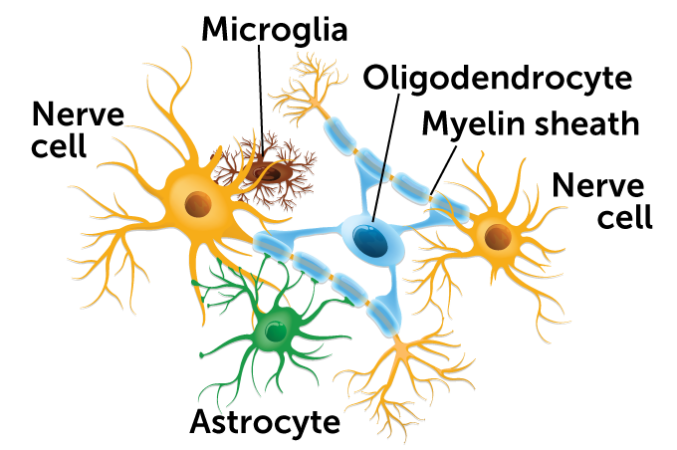 Different types of glia