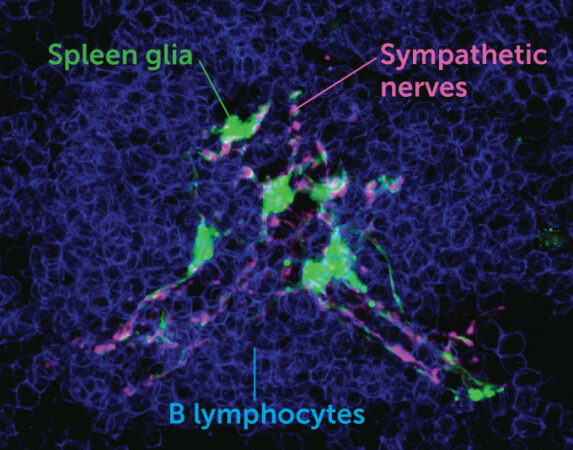 Glia cell in mouse spleen