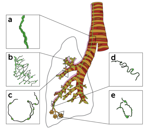 Where some glia are found in a mouse lung