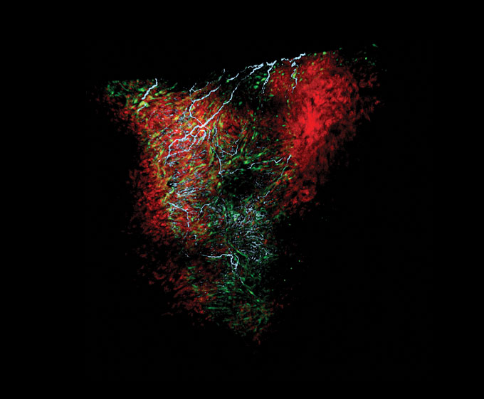 Glia on a zebrafish heart