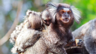 Marmoset carrying two babies on its back