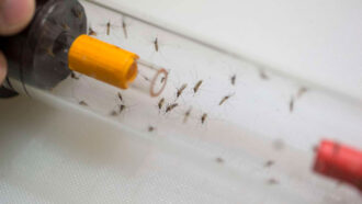 Dozens of mosquitoes in a pooter, a clear tube-shaped device