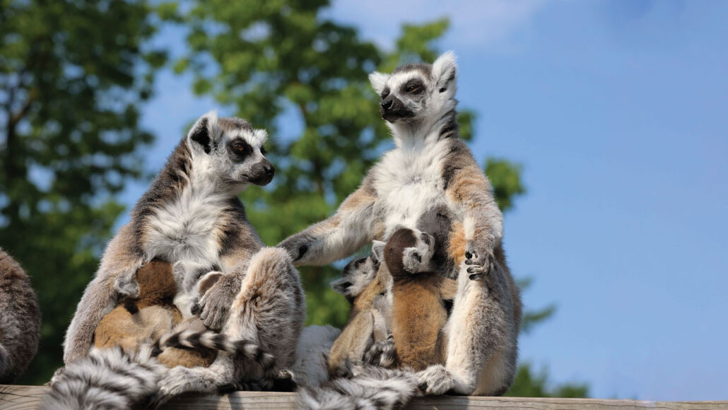two female ring-tailed lemurs with their young