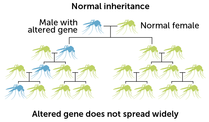 diagram showing normal inheritance over four generations of mosquitoes
