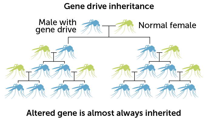 diagram showing gene drive inheritance over four generations of mosquitoes