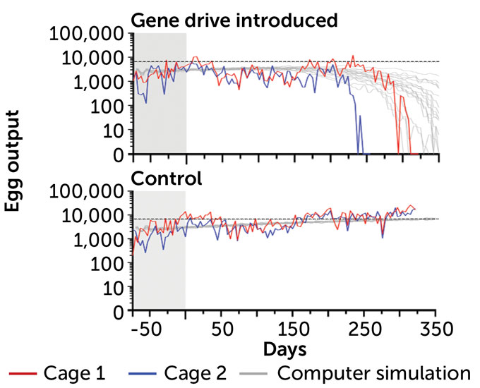 graphs of the control and gene drive introduced settings
