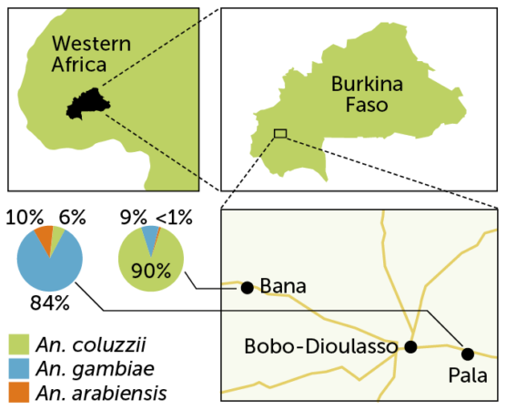 locator map of western africa followed by a locator map of Burkina Faso, a map of the villages of Bana and Pala, and pie charts showing the start differences in mosquito populations in the two villages
