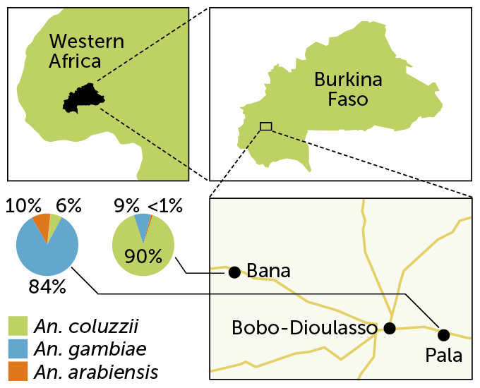 locator map of western africa followed by a locator map of Burkina Faso, a map of the villages of Bana and Pala, and pie charts showing the start differences in mosquito populations in the two villages