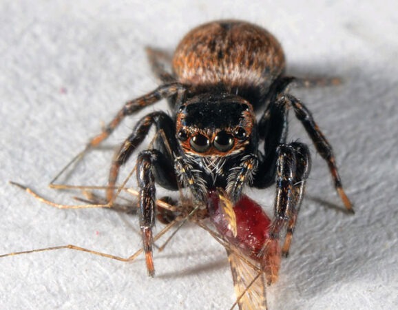 Evarcha culicivora spider