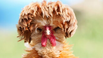 portrait of brown chicken with lots of head feathers