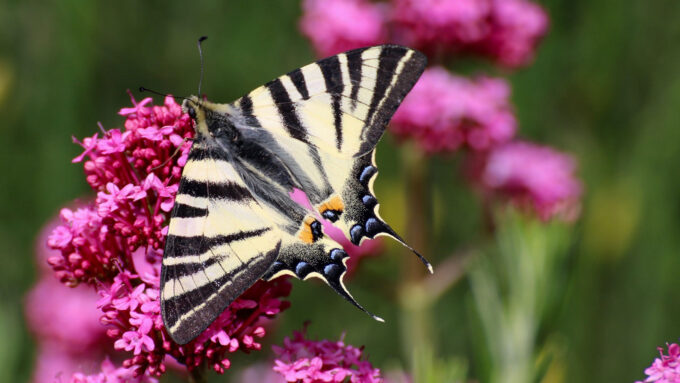 yellow and black sail swallowtail butterfly on a pink flower