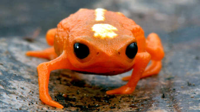 An orange Brachycephalus or pumpkin toadlet frog photographed from the front, showing his large black eyes.