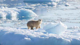 A polar bear stands atop glacial mélange — a floating mishmash of icebergs, sea ice fragments and snow that exists year-round