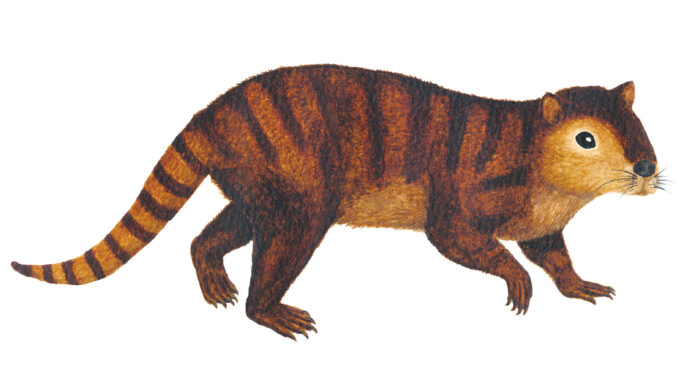 Illustration of the ancient beaverlike mammal Kimbetopsalis simmonsae