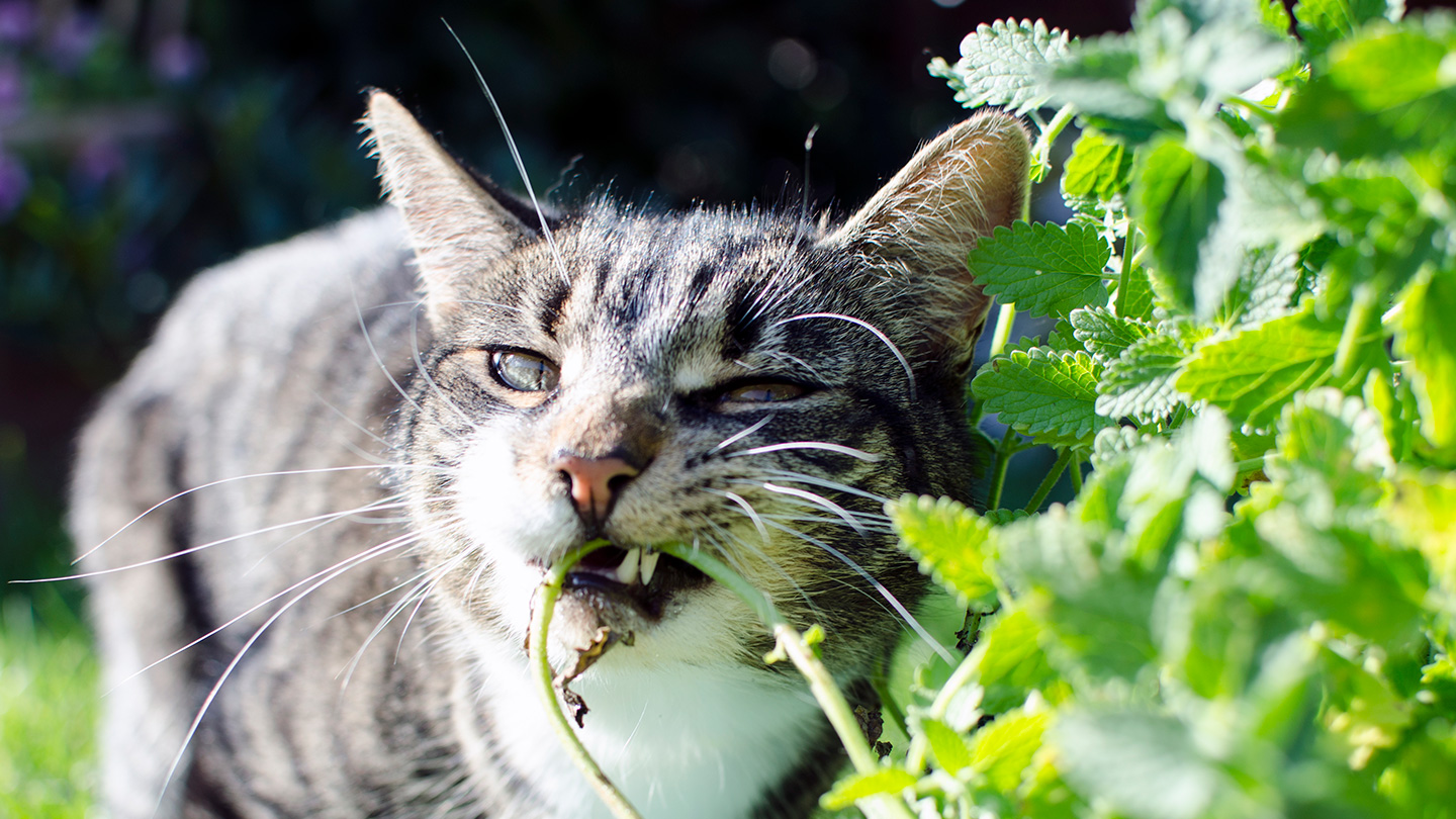 Cats chewing on boosts the powers