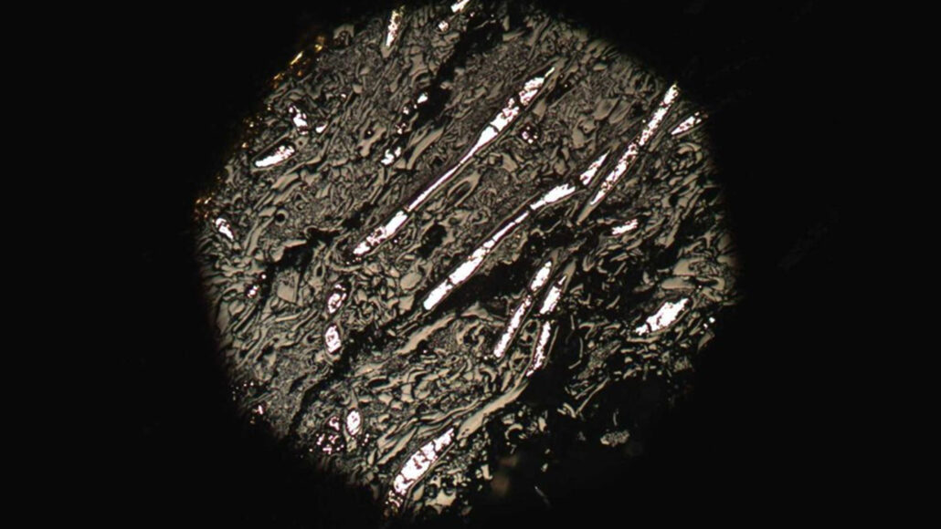 image of 430-million-year-old fossil of the fungus Prototaxites