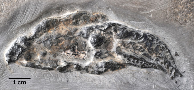 image of Vampyronassa rhodanica fossil