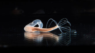 image of a starlet sea anemone