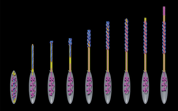 computer visualizations shows a sea anemone’s stinger mechanism